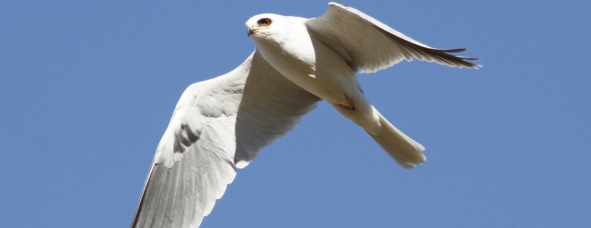 Birds of Prey Fall Migration